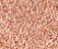 WARM COPPER