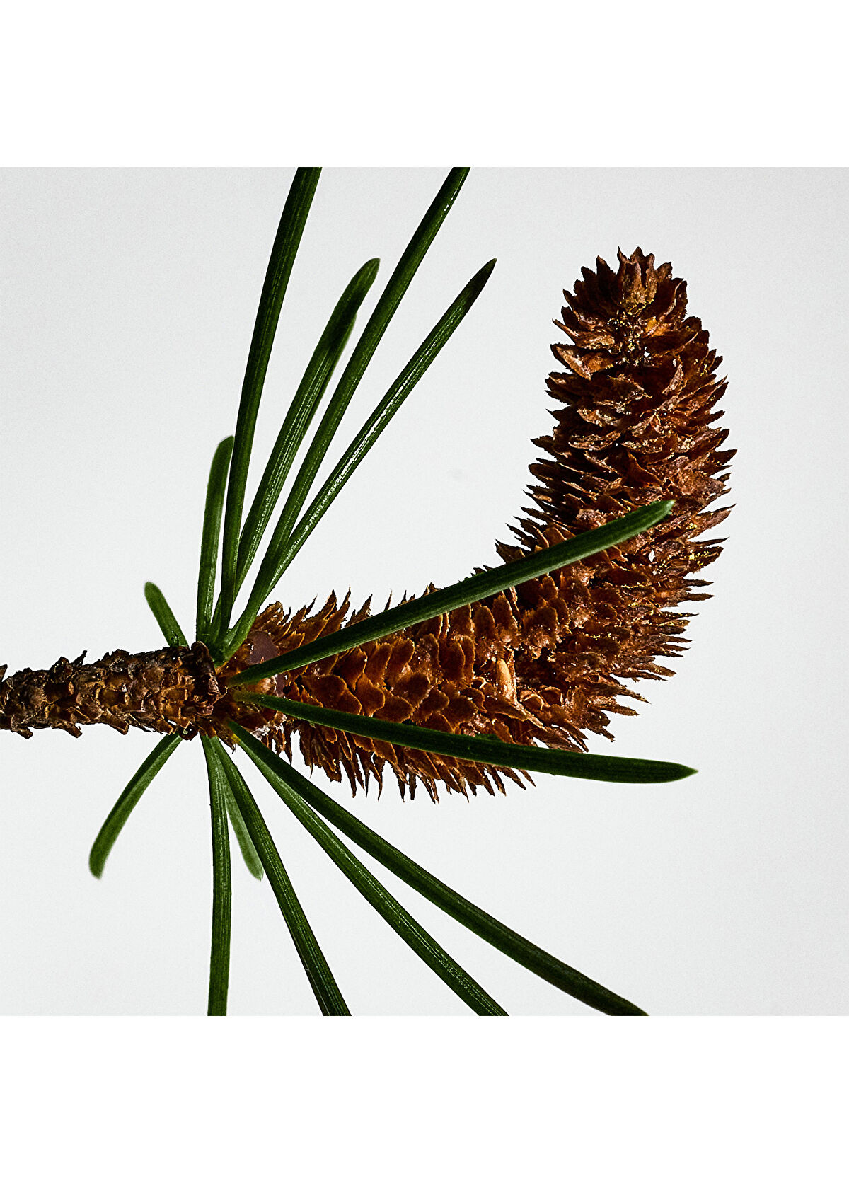 Loewe Gift Set Solo Cedro EDT 100ml - 3