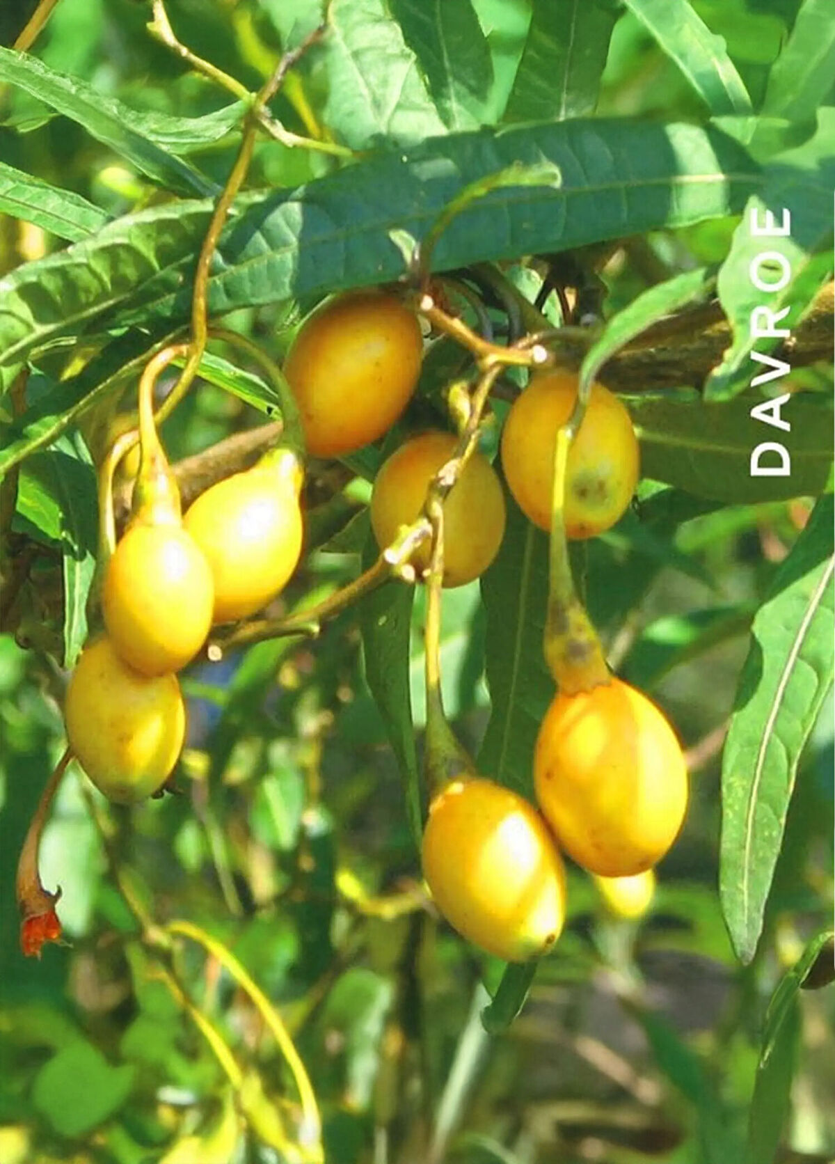 Davroe Davroe Scalp Remedy Anti-Dandruff Scalp Care Spray 125 ml - 3