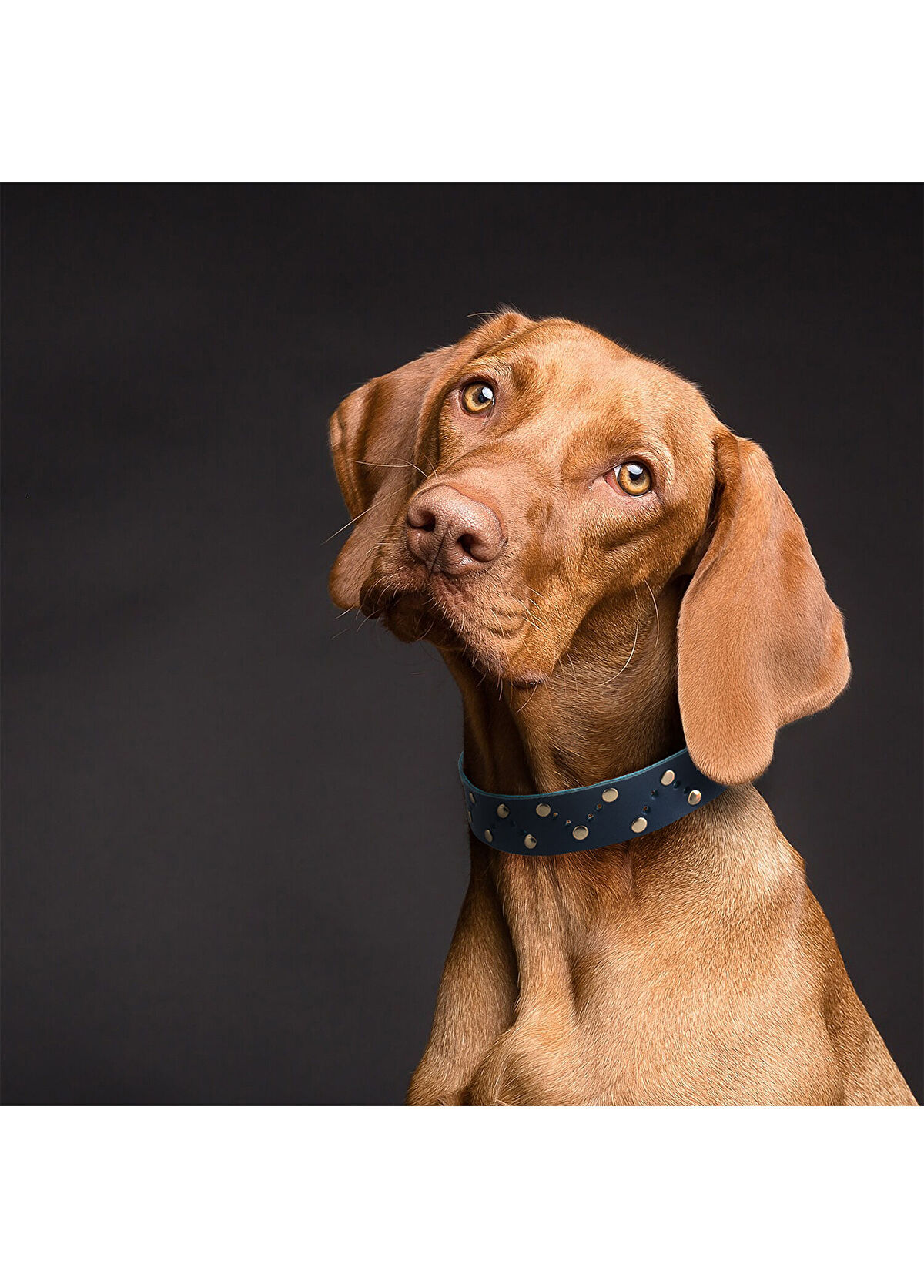 Zeynep Birinci Lacivert Deri Köpek Boyun Tasması - 3