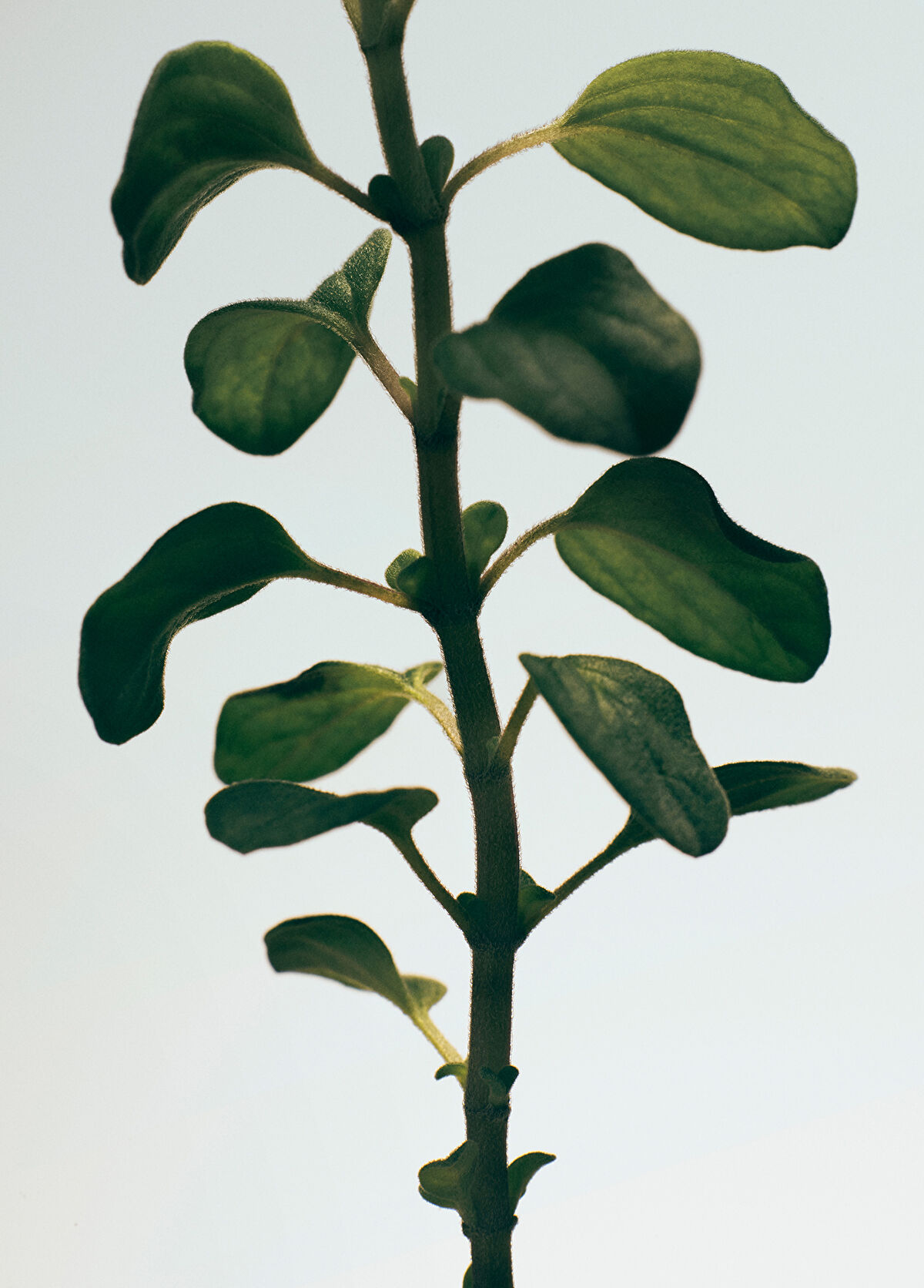 Loewe Oregano White Soap - 3