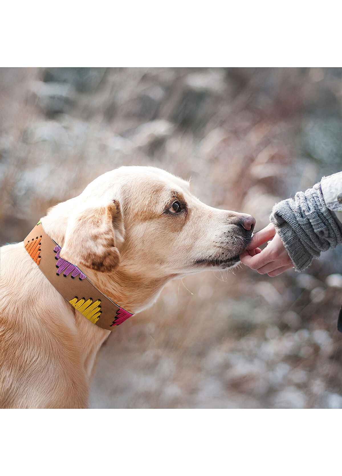 Zeynep Birinci Bej Hakiki Deri Köpek Boyun Tasması - 3