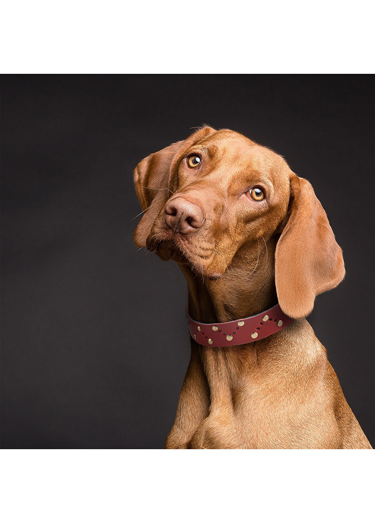 Zeynep Birinci Genuine Leather Dog Neck Collar - 3