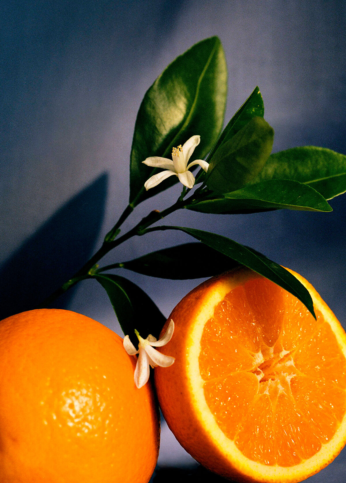 Loewe Orange Blossom Home Fragrance - 3