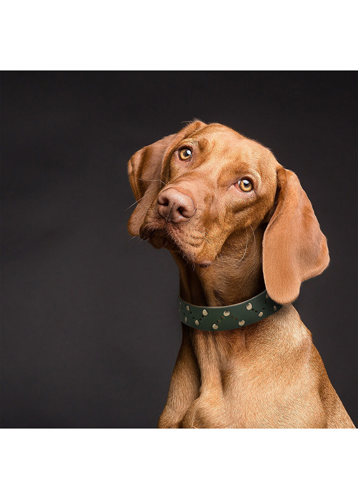Zeynep Birinci Yeşil Deri Köpek Boyun Tasması - 3