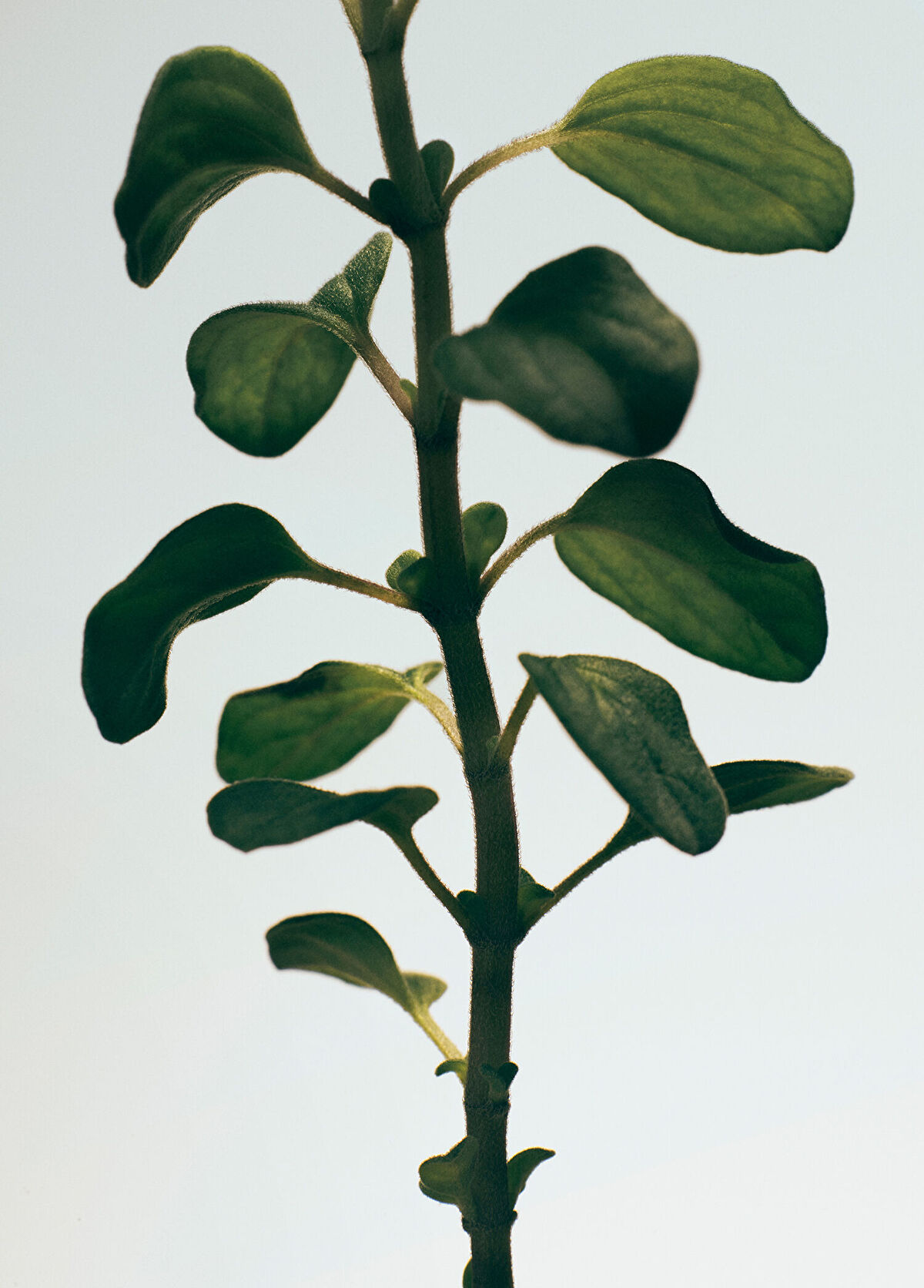 Loewe Oregano Body Lotion - 3