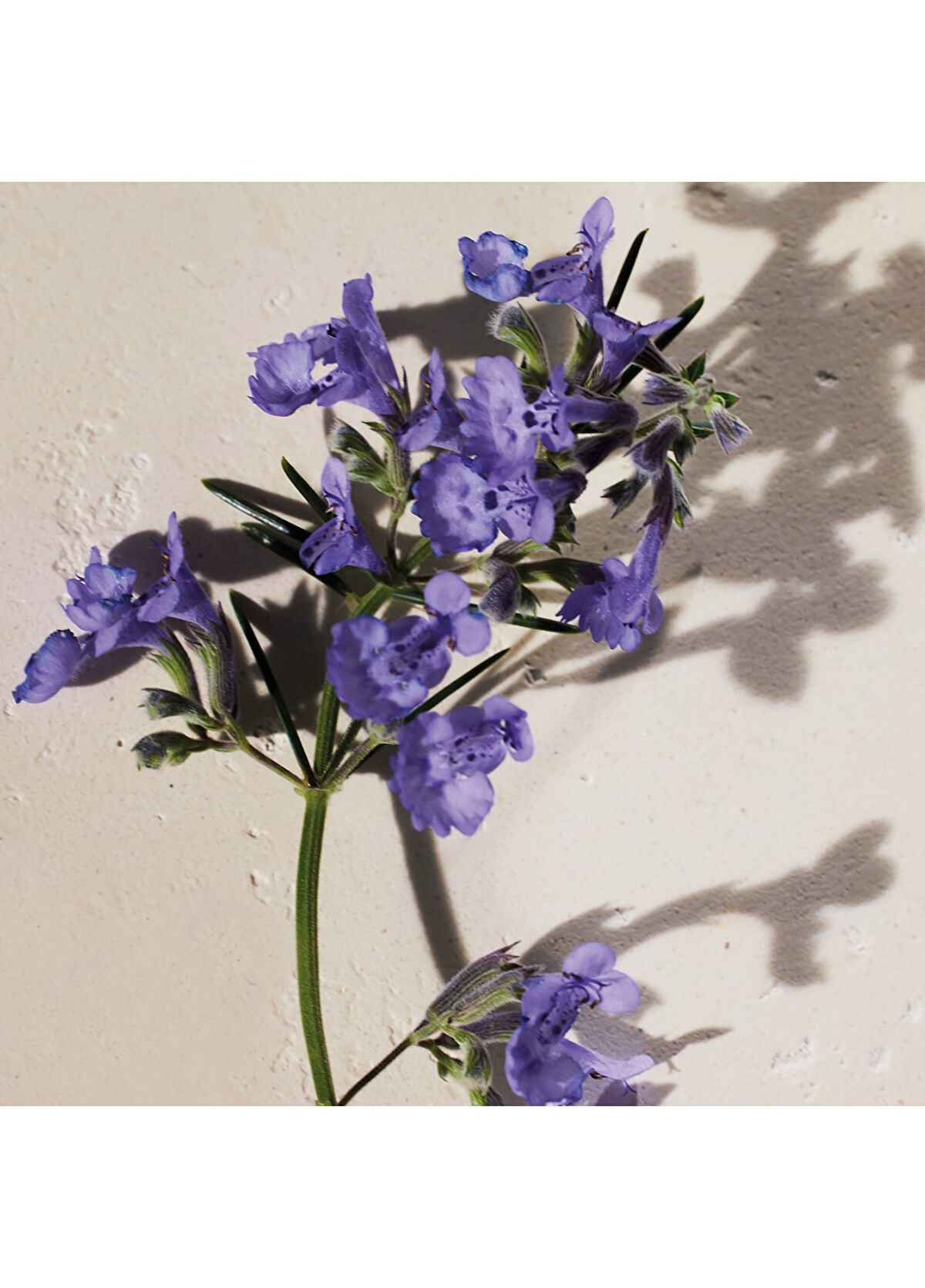 Chloe Atelier Des Fleurs Hysope EDP Women's Perfume - 3