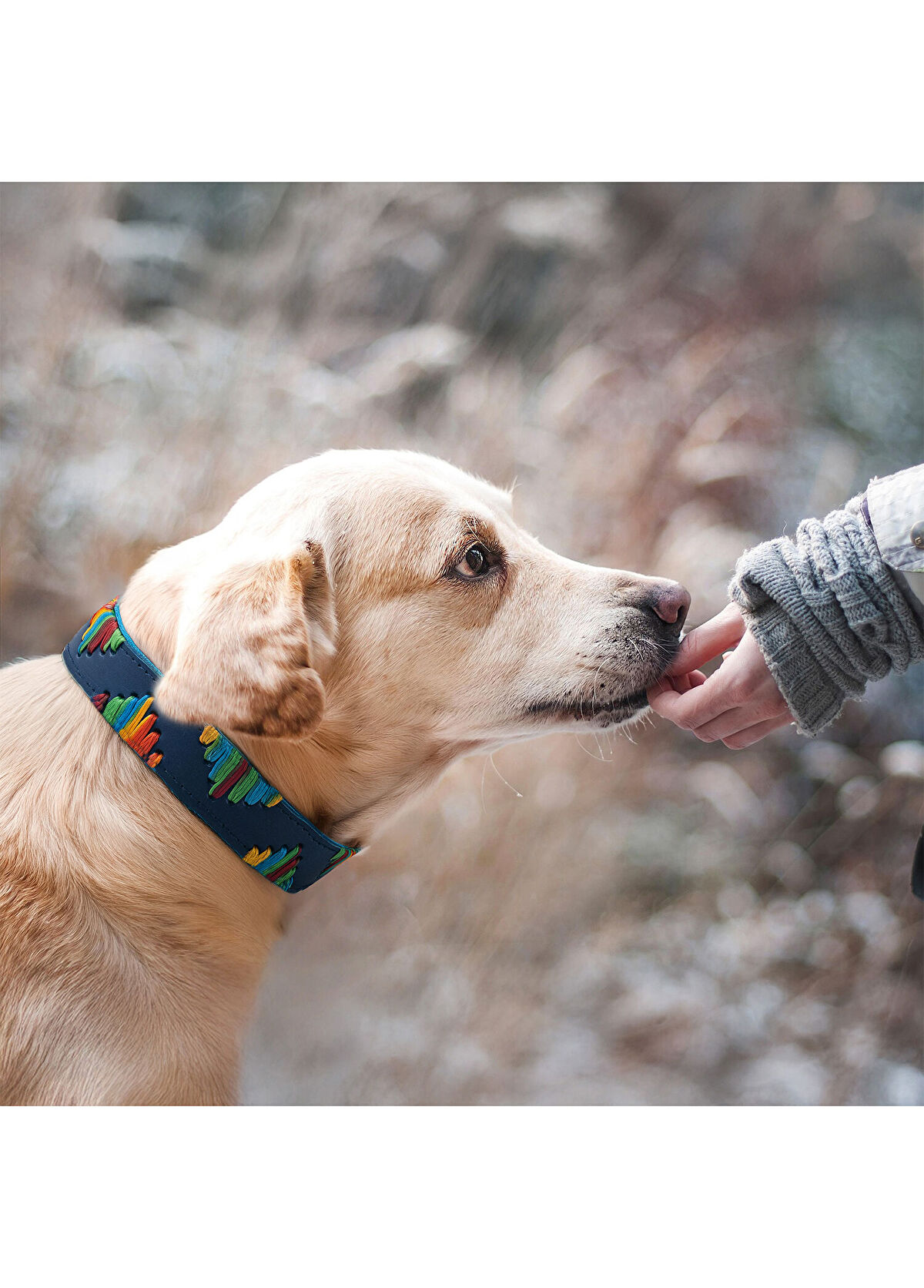 Zeynep Birinci Lacivert Hakiki Süet Deri Köpek Boyun Tasması - 3
