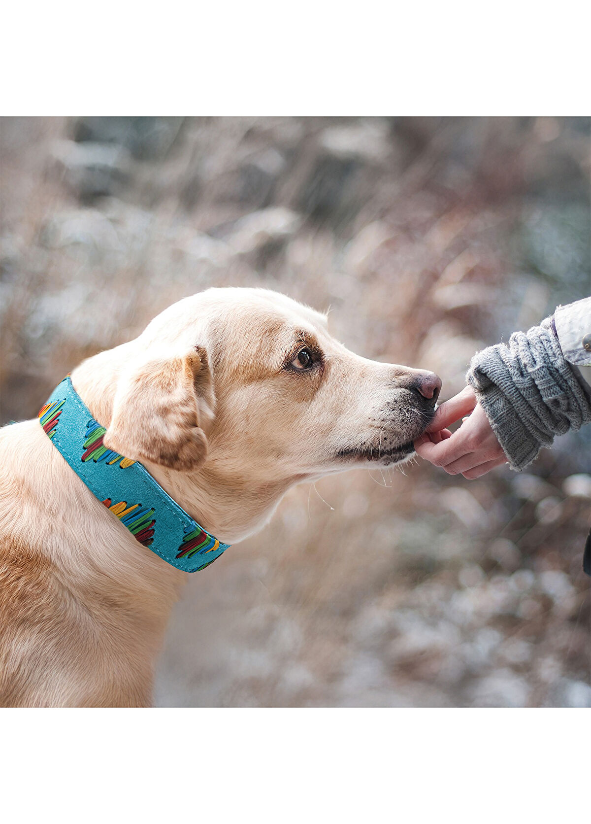Zeynep Birinci Blue Genuine Suede Leather Dog Neck Collar - 3