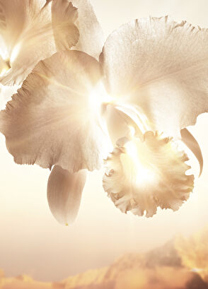 Guerlain Orchide Gold Nobile 24 Yaşlanma Önleyici Krem - 7