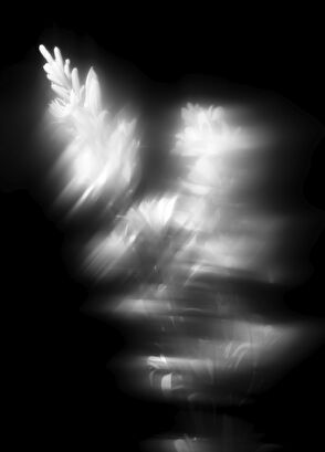 Maison Crivelli Tubéreuse Astrale Extrait 50ml Parfüm - 6