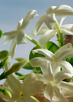 Dolce&Gabbana Q by Dolce&Gabbana Parfum 50ML - 4