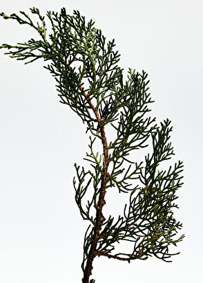 Loewe 001 Man EDP 100 ml Parfüm - 3