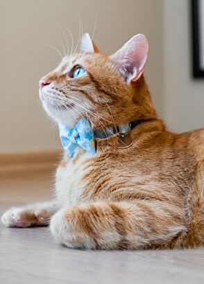 Gliparis Noche Papyonlu Kedi Tasması - 7