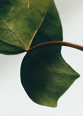 Loewe Ivy Scented Mini 2li Sabun - 3