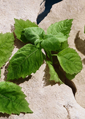 Dolce&Gabbana Light Blue Capri In Love Eau de Parfüm 50ML - 5