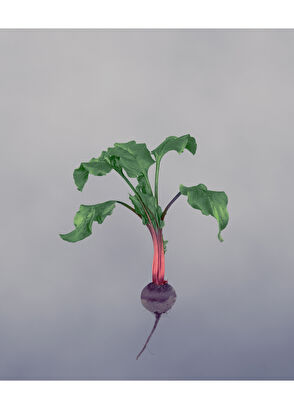 Loewe Beetroot Candle 170 gr - 8