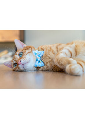 Gliparis Noche Papyonlu Kedi Tasması - 5