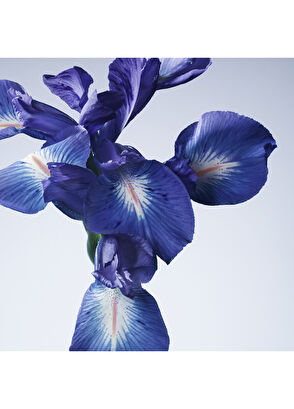 Giorgio Armani Armani/Privé Iris Bleu EDT 100ml - 5