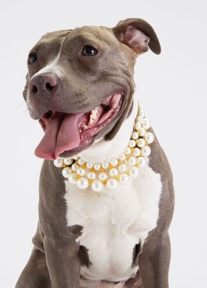 Moshiqa Dubai Pearl Dog Collar - 4