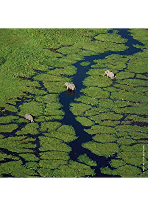 Guerlain Aqua Allegroria Pera granita EDT 75 ml Kadın Parfü - 4