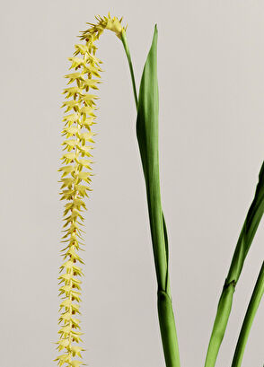 Loewe Orchid Candle 170 Gr - 3