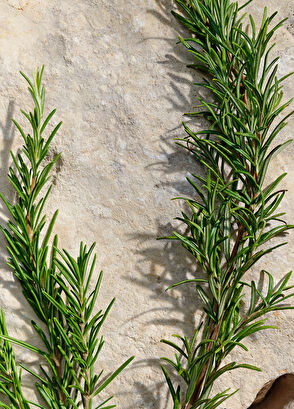 Dolce&Gabbana Light Blue Pour Homme Eau de Toilette 50ML - 6