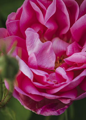 Veronique Gabai Rose Premiére by Kelly Rutherford EDP 10 ml - 8