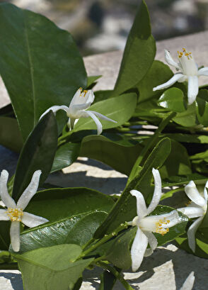 Dolce&Gabbana Devotion Edp 100ml - 5