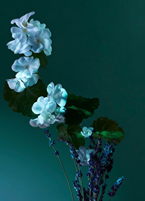 Penhaligon's A Balm Of Calm EDP 100 ML Unisex Perfume - 5