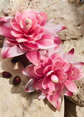 Dolce&Gabbana Light Blue Capri In Love Eau de Parfüm 50ML - 6