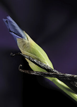 Maison Crivelli Iris Malikhan EDP 100 ml - 4