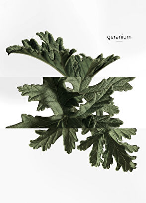 Hermès Eau De Basilic Pourpre Edc 100 ml - 7