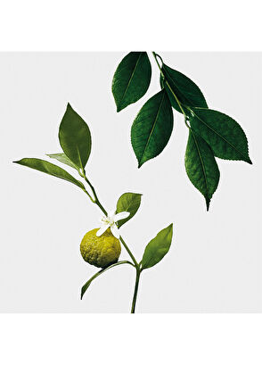 Loewe Earl Grey Scented Candle - 3