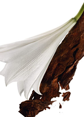 Yves Saint Laurent Mon Paris Edp 50Ml - 3