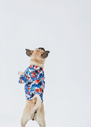 Hypet Fashion Hawaii Pamuklu Köpek Gömlek - 6