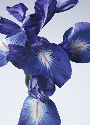 Giorgio Armani Armani/Privé Iris Bleu EDT 100ml - 5