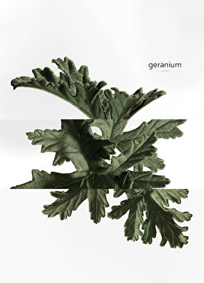 Hermès Eau De Basilic Pourpre Edc 200Ml - 8