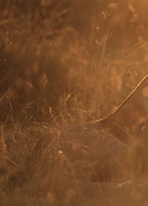 Maison Crivelli Neroli Nasimba EDP 100 ml Parfüm - 4