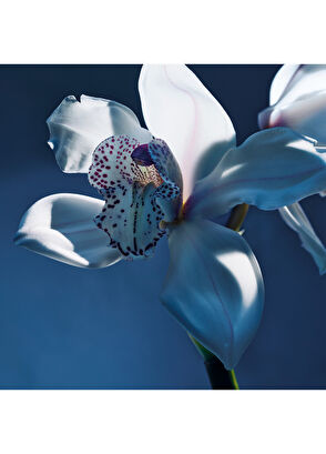 Chloe Atelier des Fleurs Orchidée de Minuit Edp 150 ML - 5