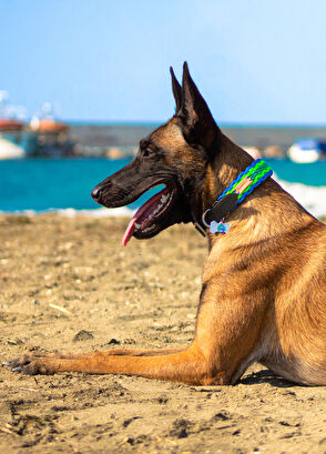 Redzill Blugree Paracord Dog Neck Collar XLarge 48-52 cm - 5