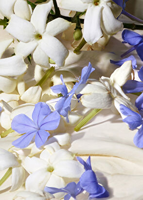 Dolce&Gabbana Blue Jasmine EDP 75 ml Kadın Parfüm - 5