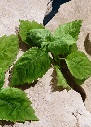 Dolce&Gabbana Light Blue Pour Homme Eau de Toilette 50ML - 5