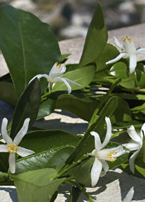 Dolce&Gabbana Devotion Edp 50ml - 5