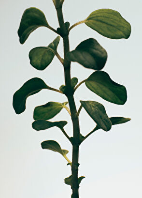 Loewe Oregano Mini Mum - 3