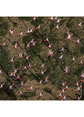 Guerlain Aqua Allegoria Rosa Rossa EDT 75 ml Kadın Parfüm - 4