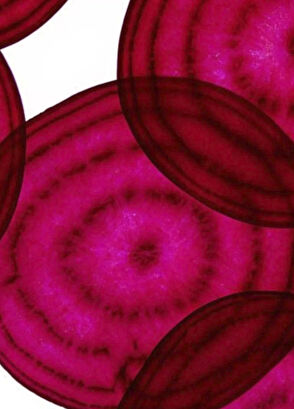 Pelcare Oh June Lip Cheek Balm Pancar ve Kille Renklendirilmiş Doğal Renk Dudak Balmı - 6