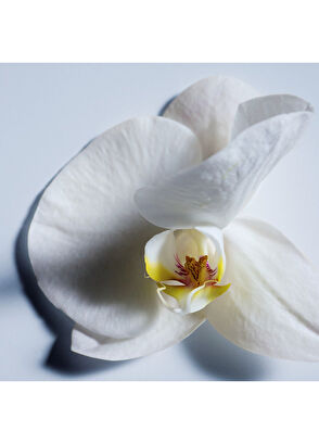 Chloe Atelier des Fleurs Orchidée de Minuit Edp 150 ML - 7