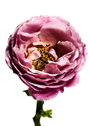 Loewe Rosaleda EDP 100 ml Parfüm - 3