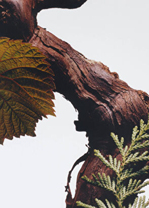 Jo Malone London Cypress & grapevIne Cologne Tense 100ml - 5